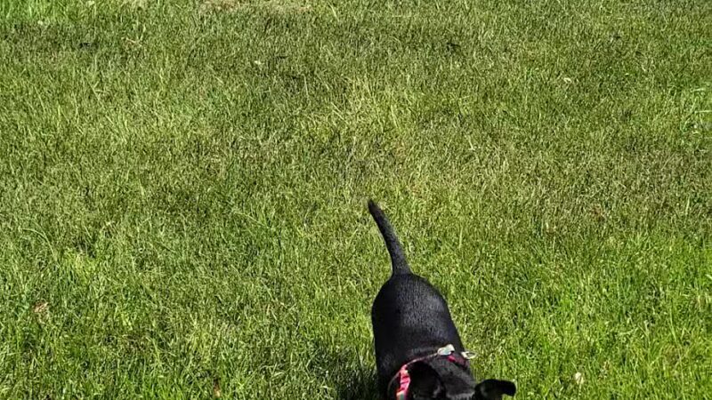 Brevard County Marina Dog Park - Titusville, FL