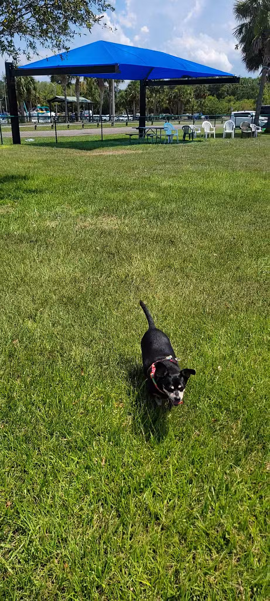 Brevard County Marina Dog Park - Titusville, FL