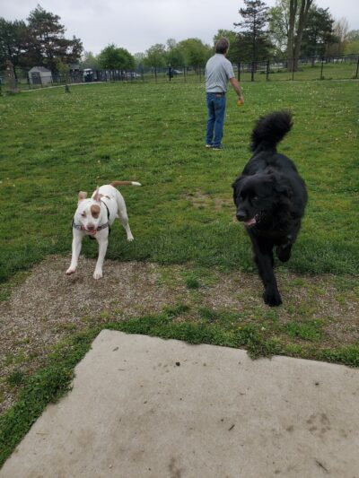 Glass City Dog Park (Membership Required) - Toledo, OH