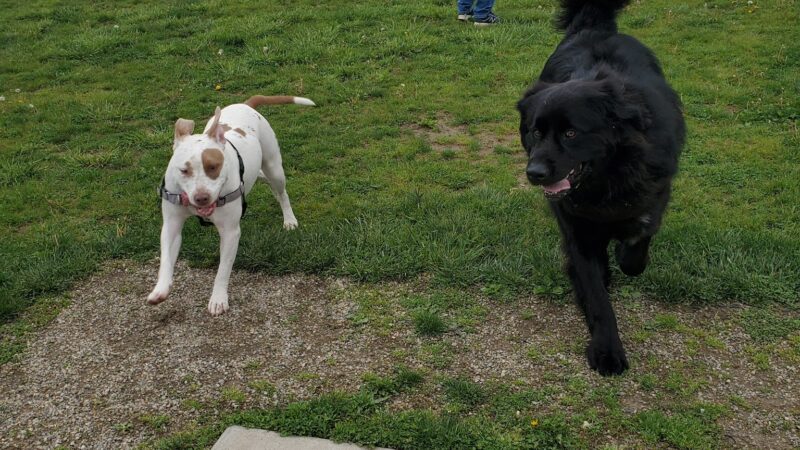 Glass City Dog Park (Membership Required) - Toledo, OH