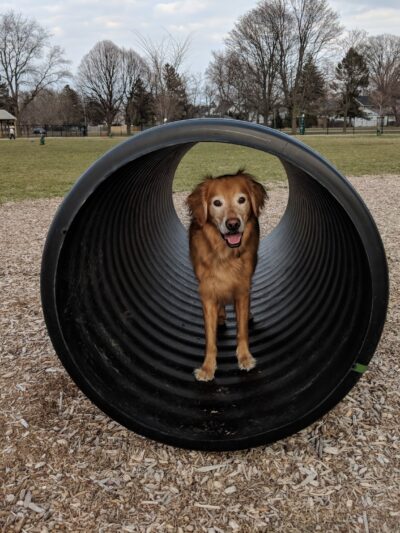 Glass City Dog Park (Membership Required) - Toledo, OH