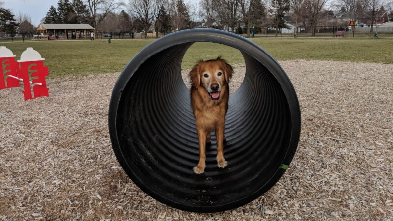 Glass City Dog Park (Membership Required) - Toledo, OH