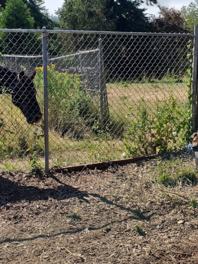 Julie Rockwell Memorial Dog Park - Toledo, OR