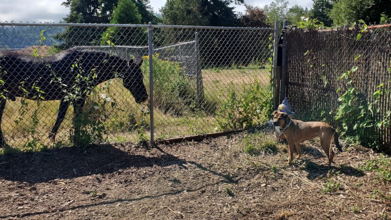 Julie Rockwell Memorial Dog Park - Toledo, OR