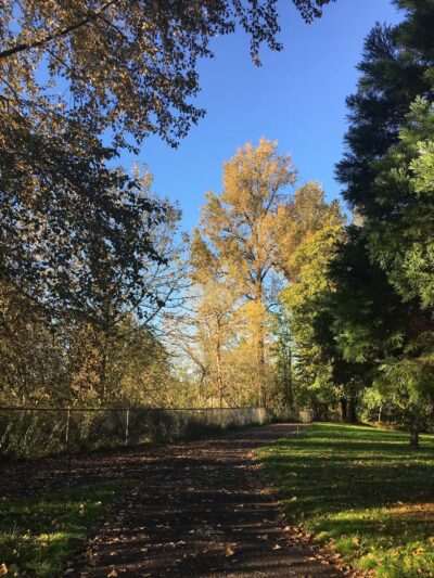 South County Park Wallace Pond Toledo - Toledo, WA