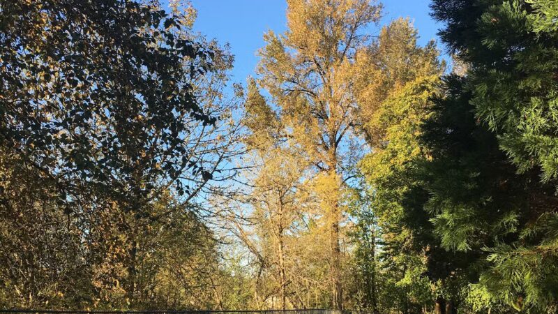 South County Park Wallace Pond Toledo - Toledo, WA