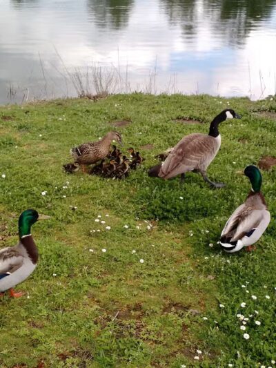 South County Park Wallace Pond Toledo - Toledo, WA