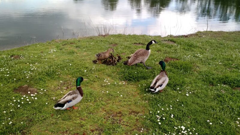 South County Park Wallace Pond Toledo - Toledo, WA
