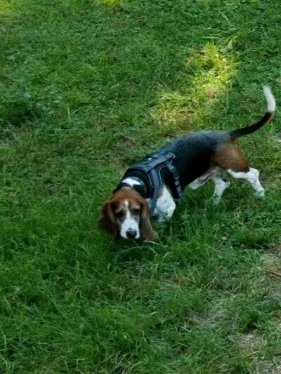 Burroughs Dog Park - Tomball, TX