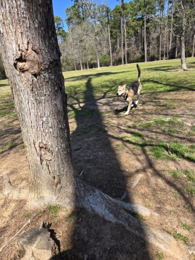 Burroughs Dog Park - Tomball, TX