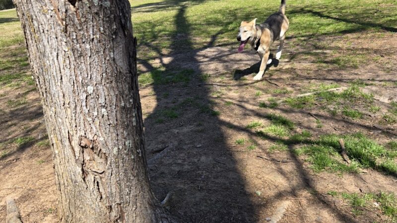 Burroughs Dog Park - Tomball, TX