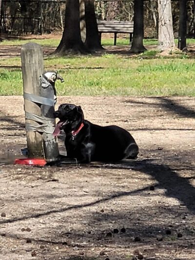 Burroughs Dog Park - Tomball, TX