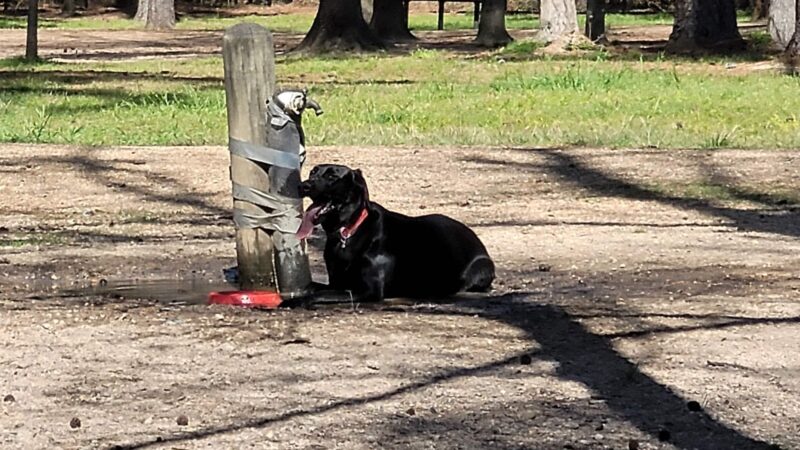 Burroughs Dog Park - Tomball, TX