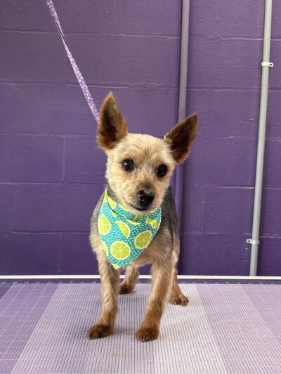 Dog E Stylz Bath & Board - Tompkinsville, KY