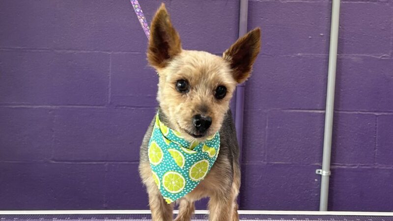 Dog E Stylz Bath & Board - Tompkinsville, KY