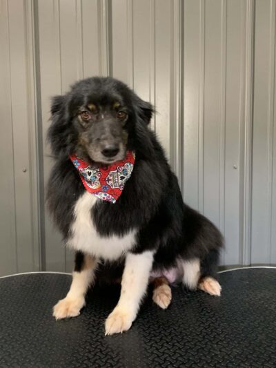 Dog E Stylz Bath & Board - Tompkinsville, KY