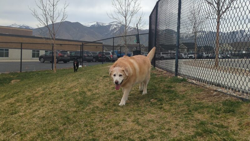 Springs at Copper Canyon Dog Park - Tooele, UT