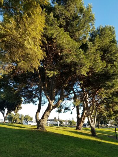 Delthorne Park - Torrance, CA