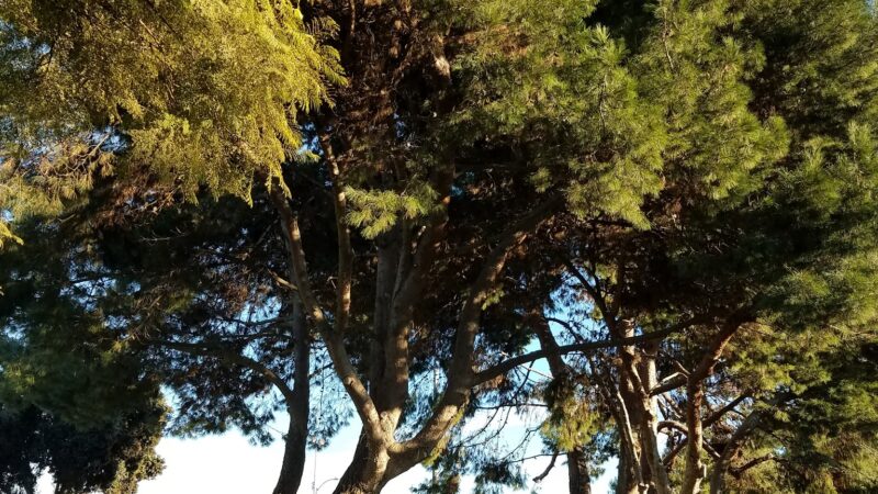 Delthorne Park - Torrance, CA