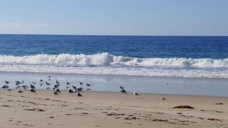 Torrance County Beach - Torrance, CA