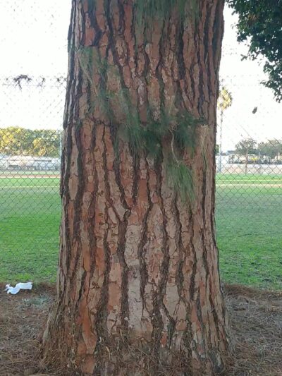 Torrance Park - Torrance, CA