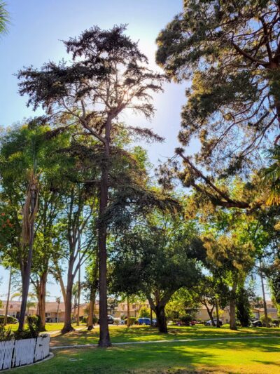 Torrance Park - Torrance, CA