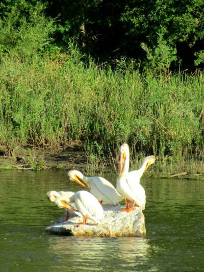 Toston Dam Campground - Toston, MT