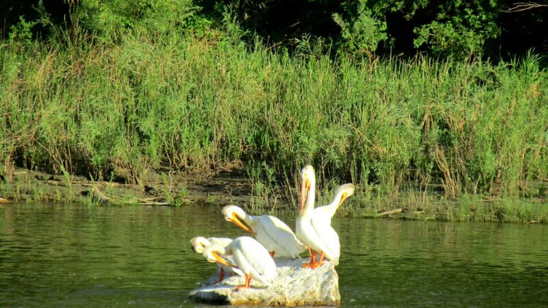 Toston Dam Campground - Toston, MT