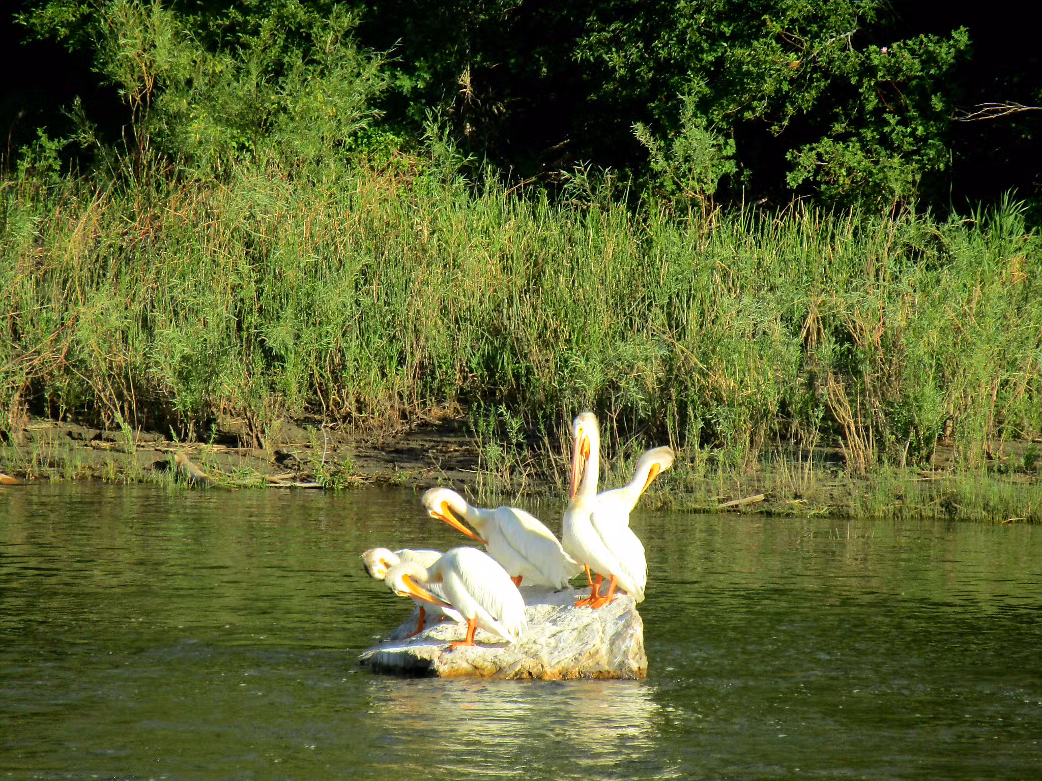 Toston Dam Campground - Toston, MT