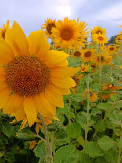 Village of Tower Hill Park - Tower Hill, IL