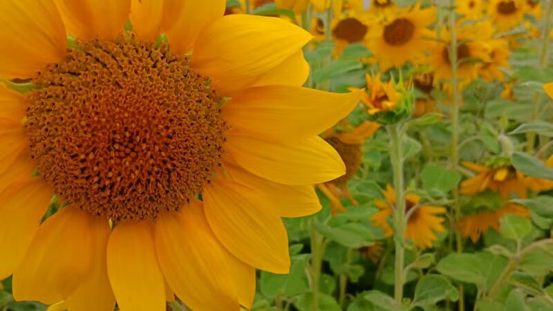 Village of Tower Hill Park - Tower Hill, IL