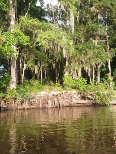 Altamaha Wildlife Management Area - Townsend, GA