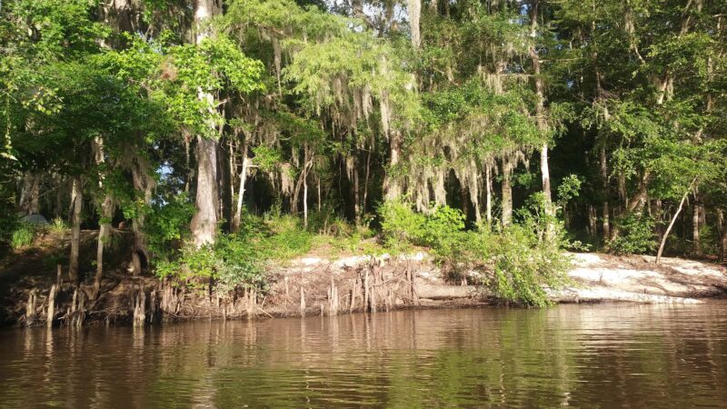 Altamaha Wildlife Management Area - Townsend, GA