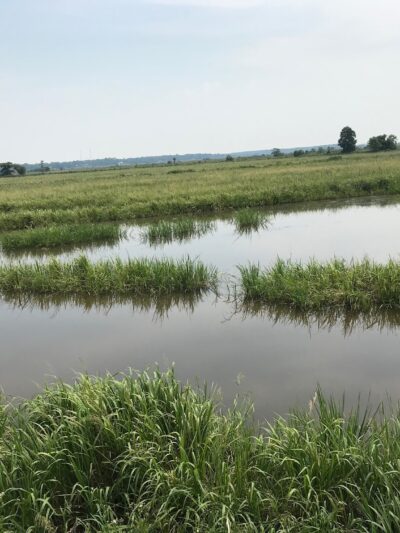 Altamaha Wildlife Management Area - Townsend, GA