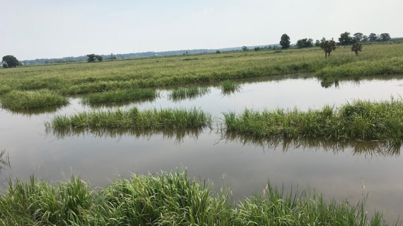 Altamaha Wildlife Management Area - Townsend, GA
