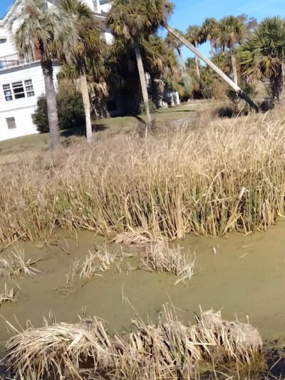 Altamaha Wildlife Management Area - Townsend, GA