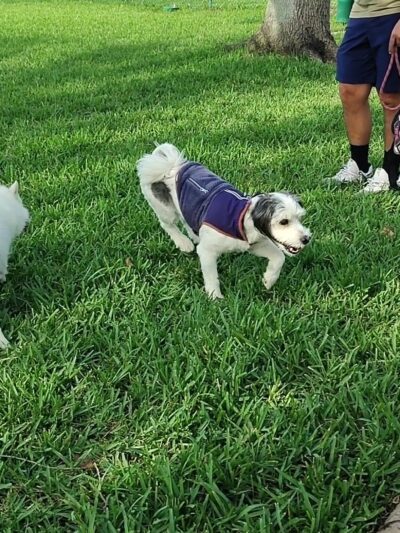 John Morroni Memorial Dog Park - Treasure Island, FL