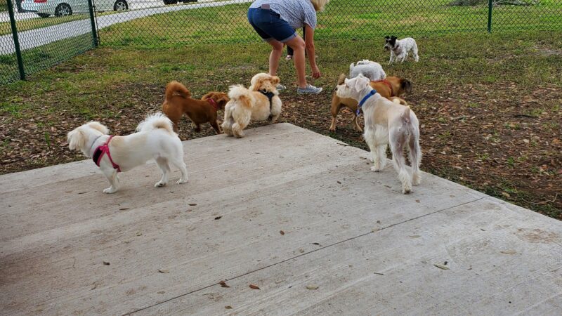 John Morroni Memorial Dog Park - Treasure Island, FL