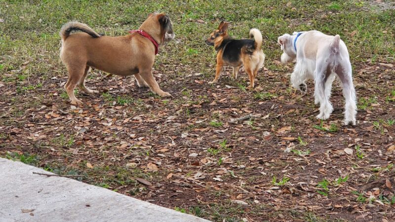 John Morroni Memorial Dog Park - Treasure Island, FL