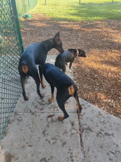 John Morroni Memorial Dog Park - Treasure Island, FL