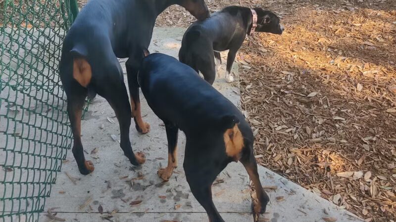 John Morroni Memorial Dog Park - Treasure Island, FL