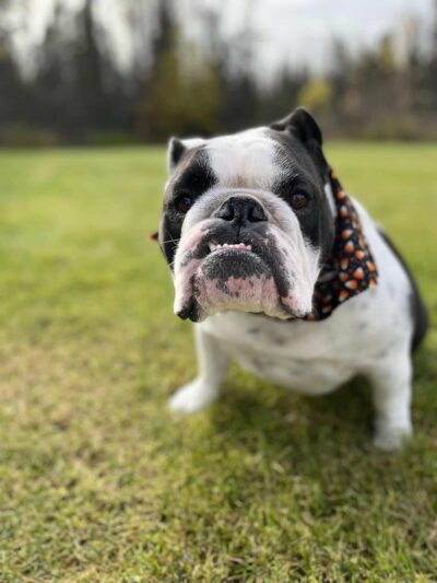 Treat Yo Pets - ,