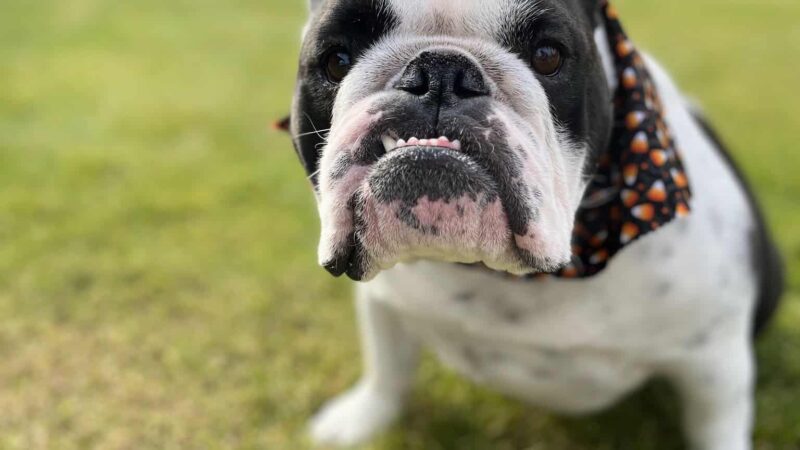 Treat Yo Pets - ,