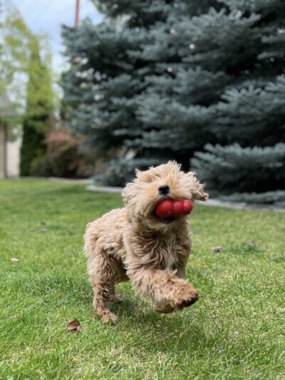 Treat Yo Pets - ,