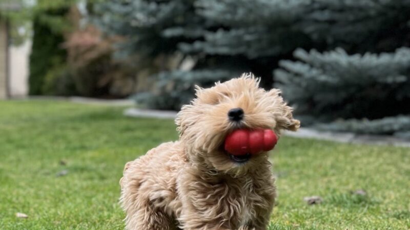 Treat Yo Pets - ,