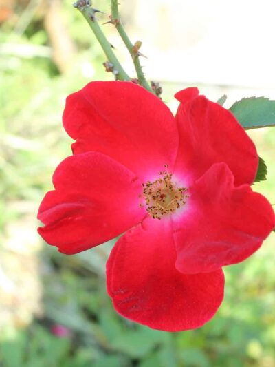 Trenton Trailhead - Trenton, FL