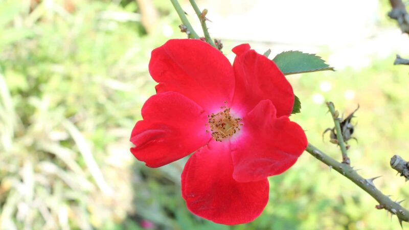 Trenton Trailhead - Trenton, FL