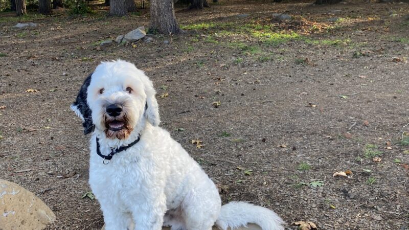 Troutdale Off Leash Dog Park - Troutdale, OR