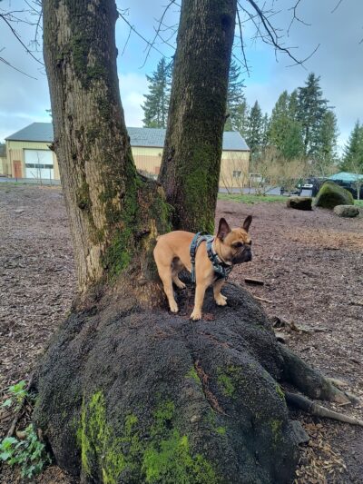 Troutdale Off Leash Dog Park - Troutdale, OR