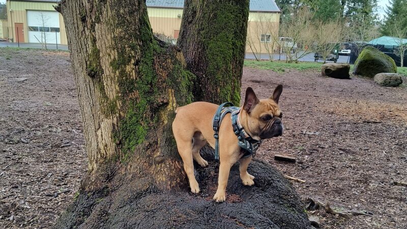 Troutdale Off Leash Dog Park - Troutdale, OR